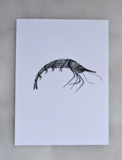 Crevette Noire