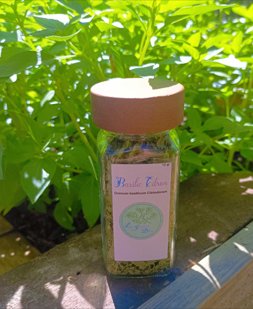 basilic citron,Saveur fraîche et citronnée toute l’année !