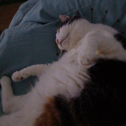 ☆ Soin Énergétique Animaux ☆