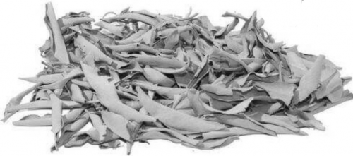 Sauge Blanche en feuilles