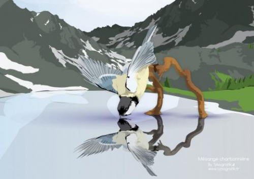 Illustration Mésange charbonnière
