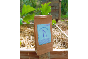 infusion vitalité le souffle de Thor, booster votre énergie!