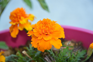 Graines d'Œillet d'Inde : Votre Jardin Magique Commence Ici !