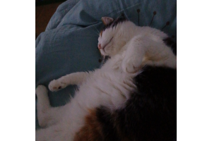 ☆ Soin Énergétique Animaux ☆