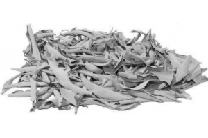 Sauge Blanche en feuilles