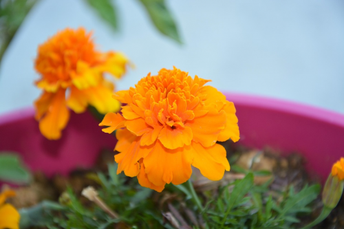 Graines d'Œillet d'Inde : Votre Jardin Magique Commence Ici !