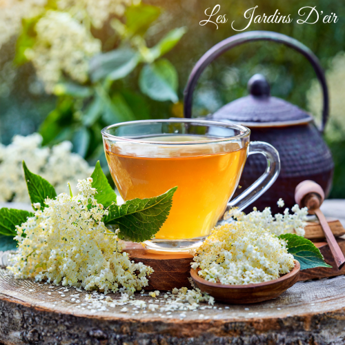 L’élégance florale de la fleurs de sureau pour sublimer vos instants nature !