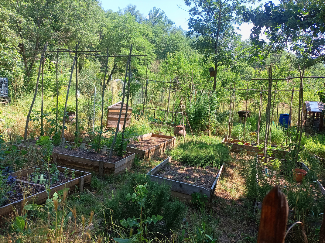 Plantes médicinales et aromatiques